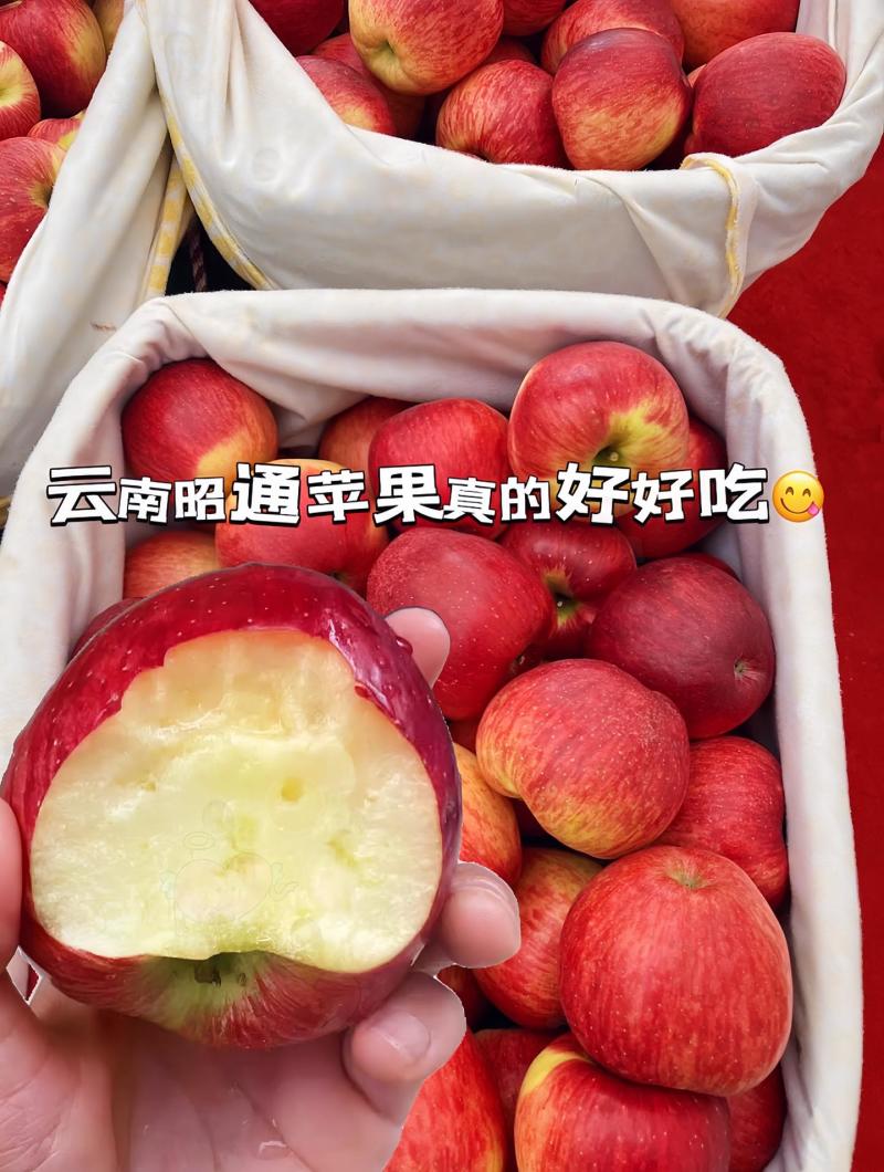 昭通苹果，一件代发，集采