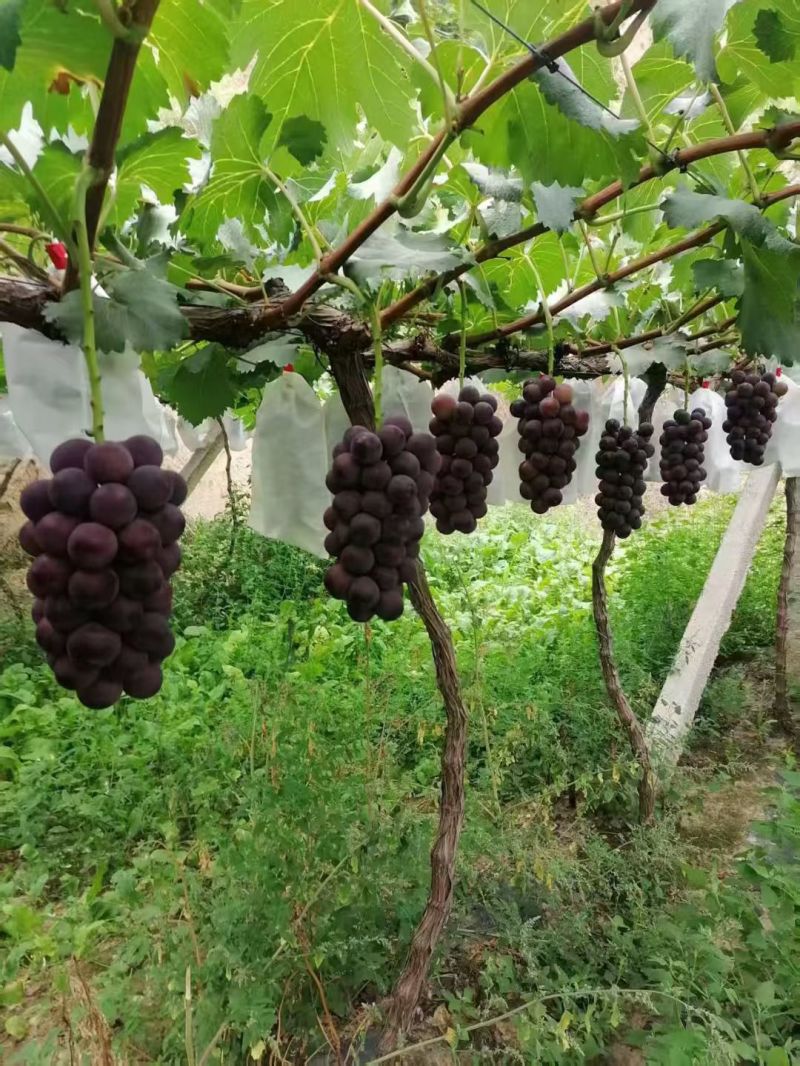 无籽套袋巨峰葡萄口感好，不掉粒，货源充足