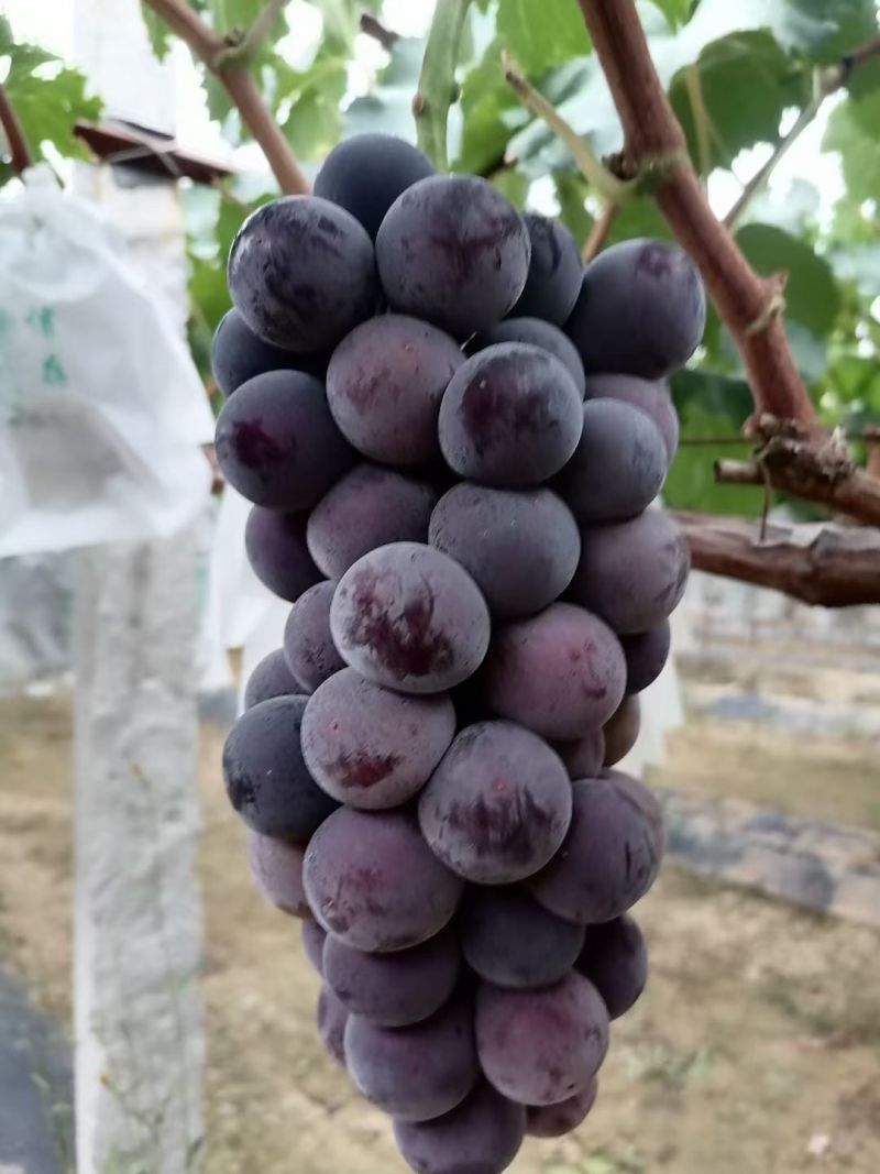 无籽套袋巨峰葡萄口感好，不掉粒，货源充足