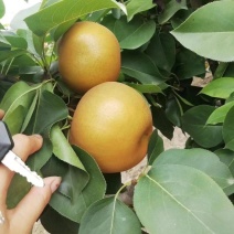 晚秋黄梨大量