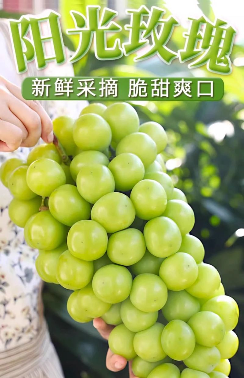 陕西精品葡萄-阳光玫瑰青提，个大口感好，一手货源量大价优