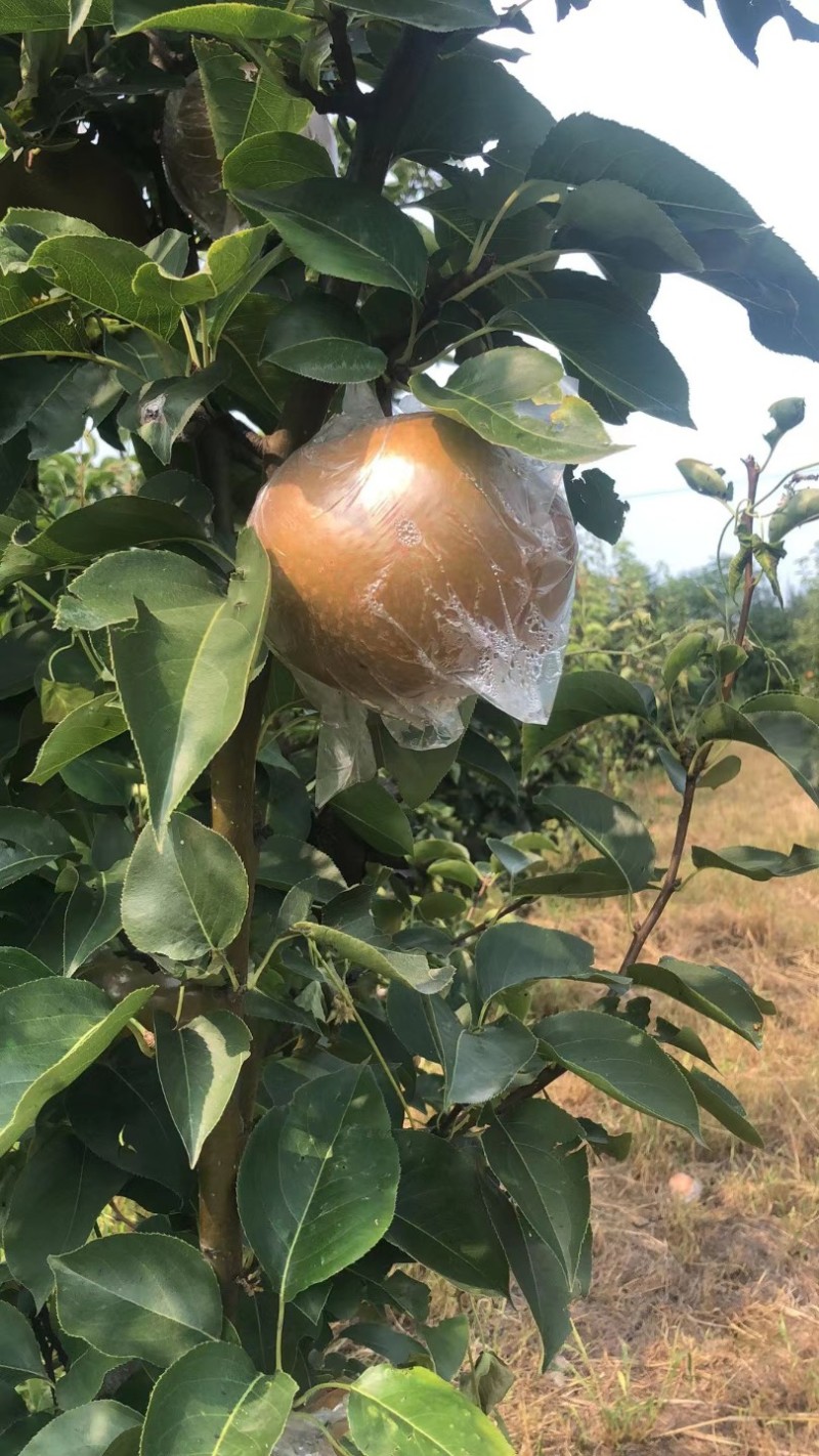 晚秋黄梨大量