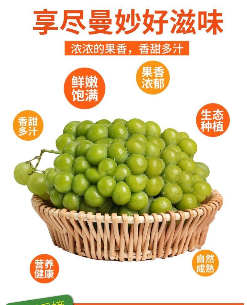 陕西精品葡萄-阳光玫瑰青提，个大口感好，一手货源量大价优