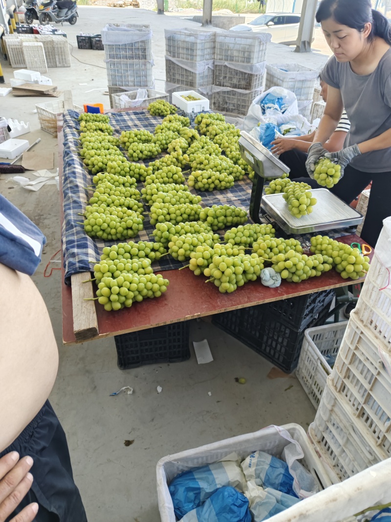 陕西精品葡萄-阳光玫瑰青提，个大口感好，一手货源量大价优