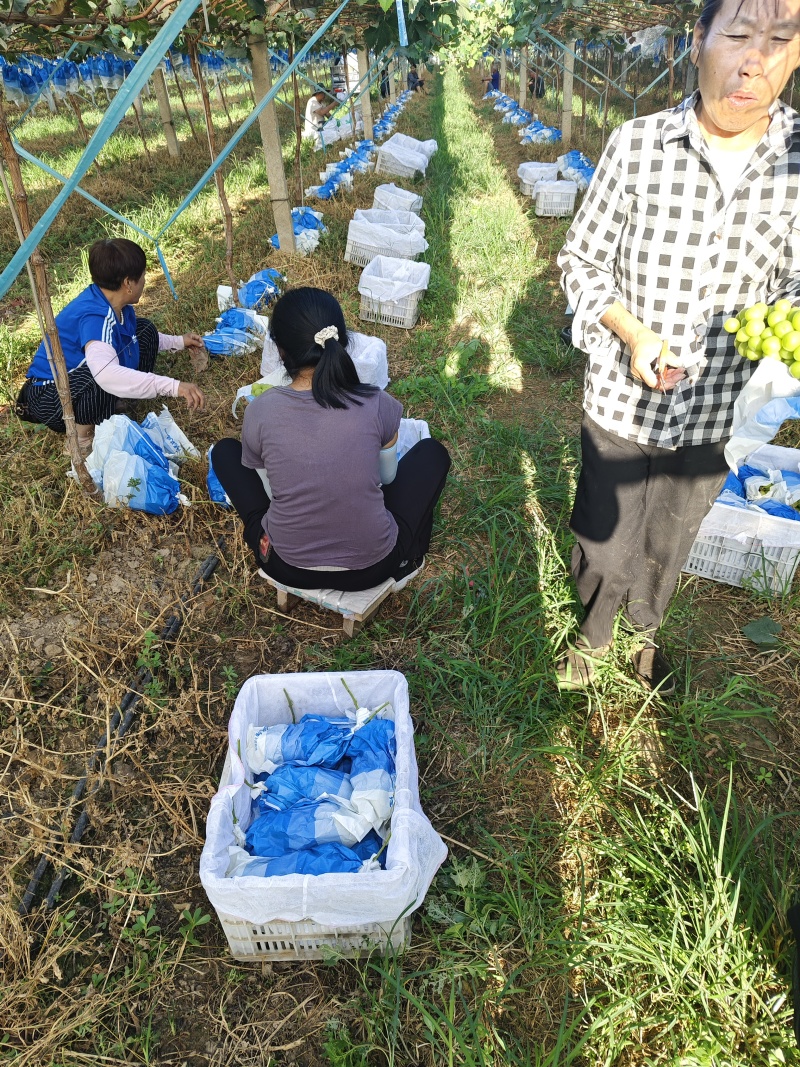陕西精品葡萄-阳光玫瑰青提，个大口感好，一手货源量大价优
