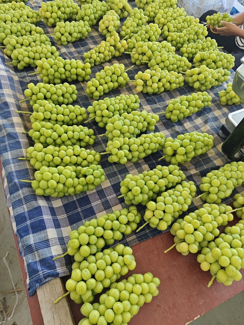 陕西精品葡萄-阳光玫瑰青提，个大口感好，一手货源量大价优