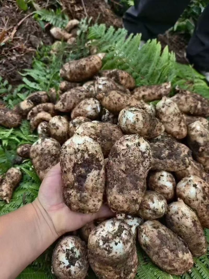 昭通彝良小草坝天麻