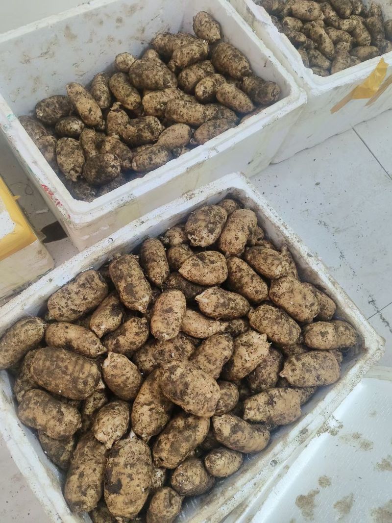 昭通彝良小草坝天麻