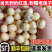江西新货新鲜红莲子鲜莲子湿莲子米江西产地直发批发红莲子