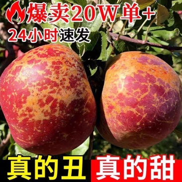 正宗四川盐源丑苹果