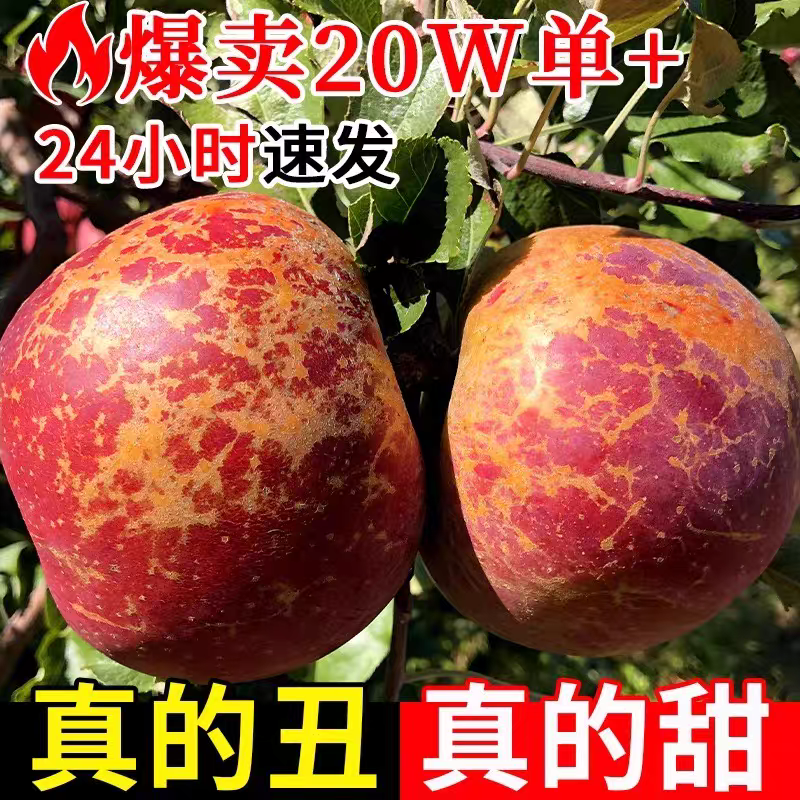 正宗四川盐源丑苹果