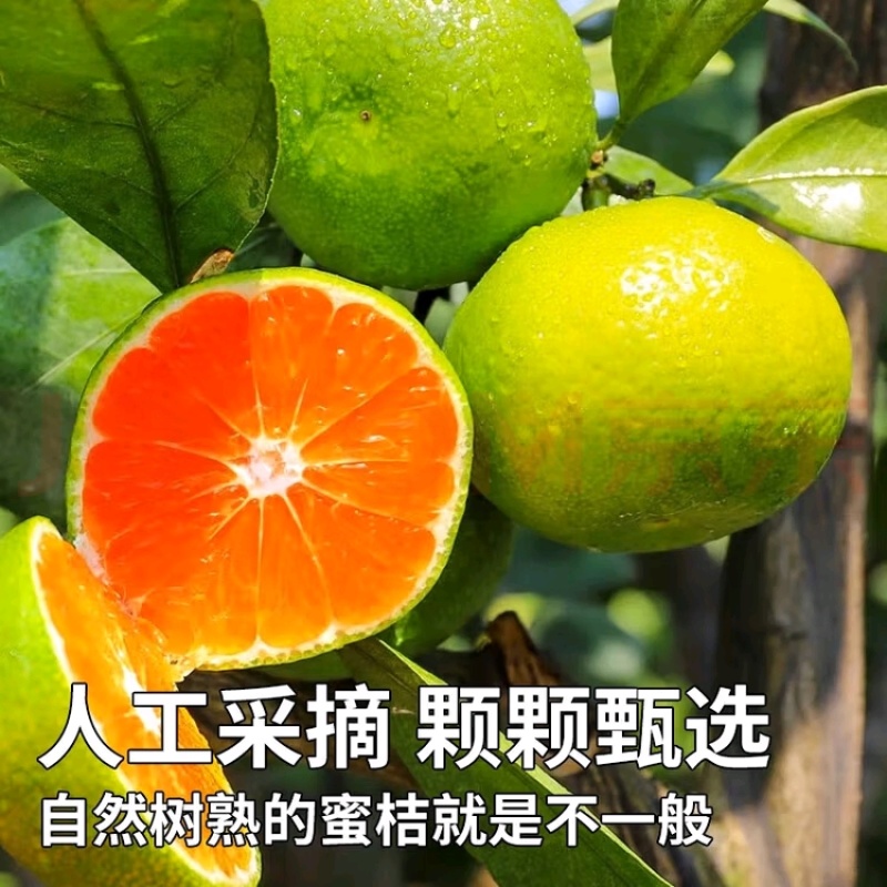 云南青皮蜜橘支持一件代发