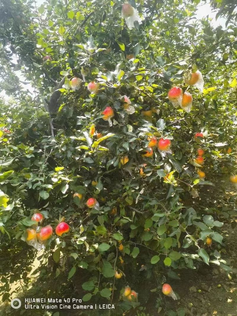 苹果