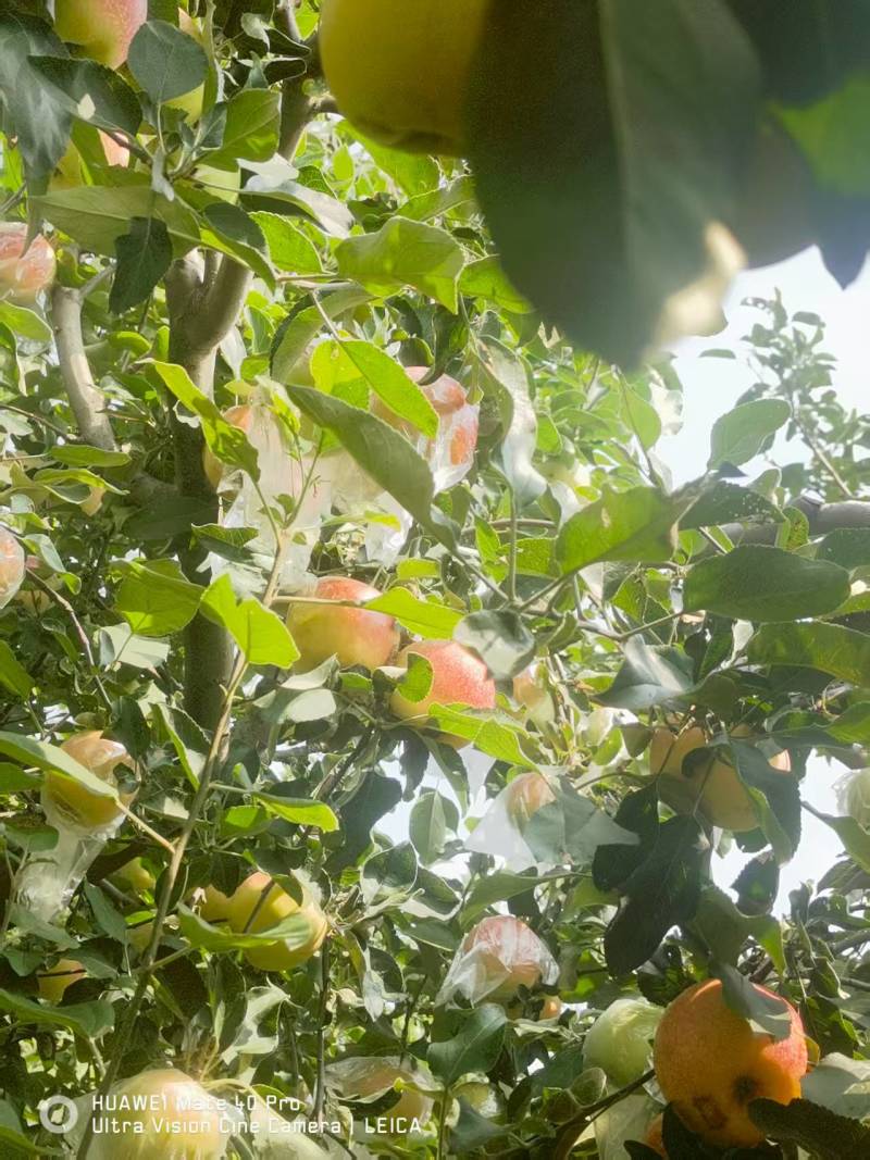 苹果