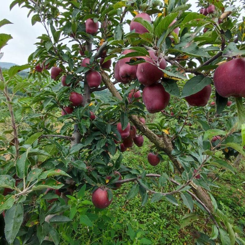 小花牛花花牛苹果对接市场商超发货全国来电咨询