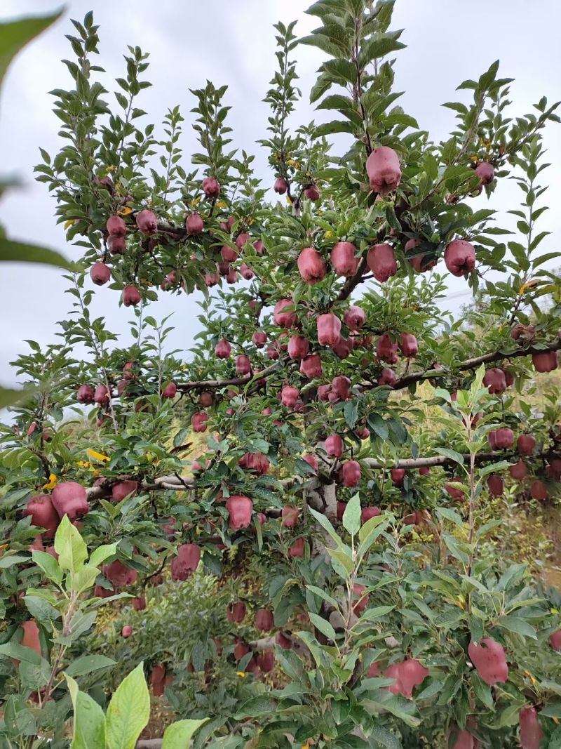 小花牛花花牛苹果对接市场商超发货全国来电咨询