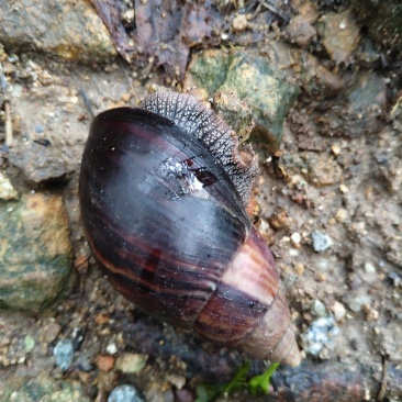 蜗牛