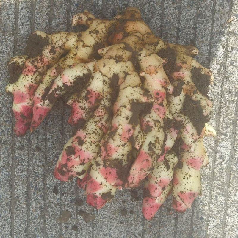 新鲜子姜上市