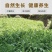 湖南精品玉竹统片大量上市品质保证厂家直发欢迎联系