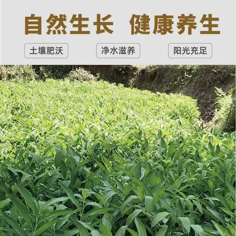 湖南精品玉竹统片大量上市品质保证厂家直发欢迎联系