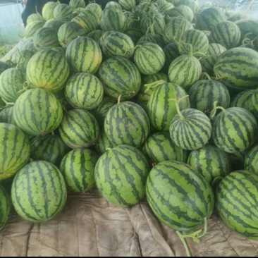 无籽麒麟