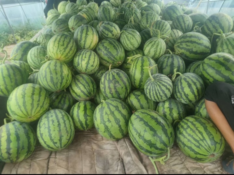 无籽麒麟