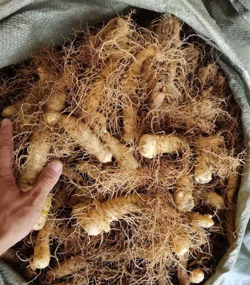 精品玉竹片产地直发品质保证量大从优一手货源欢迎联系