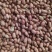 河南周口淮阳新花生米，已大量上市，欢迎新老客户