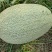 河南夏邑哈密瓜晓蜜25哈密瓜大量现货供应品质保障