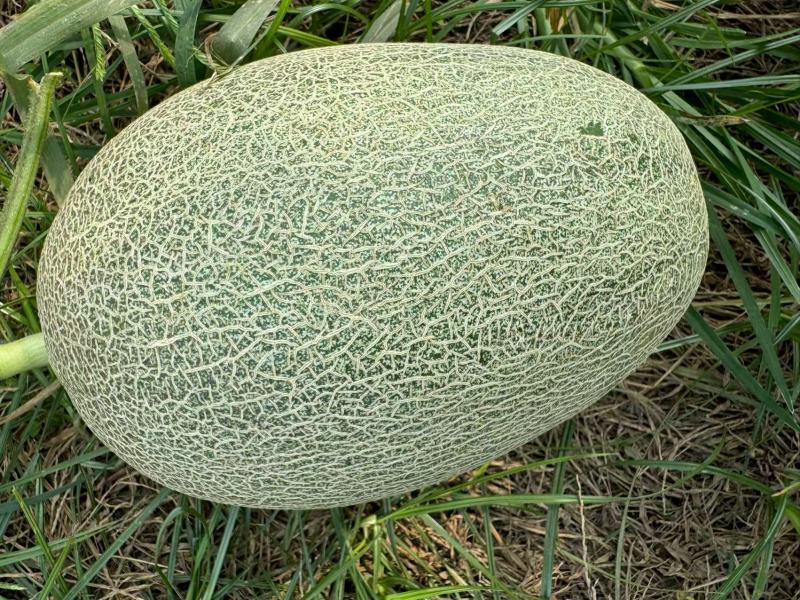 河南夏邑哈密瓜晓蜜25哈密瓜大量现货供应品质保障