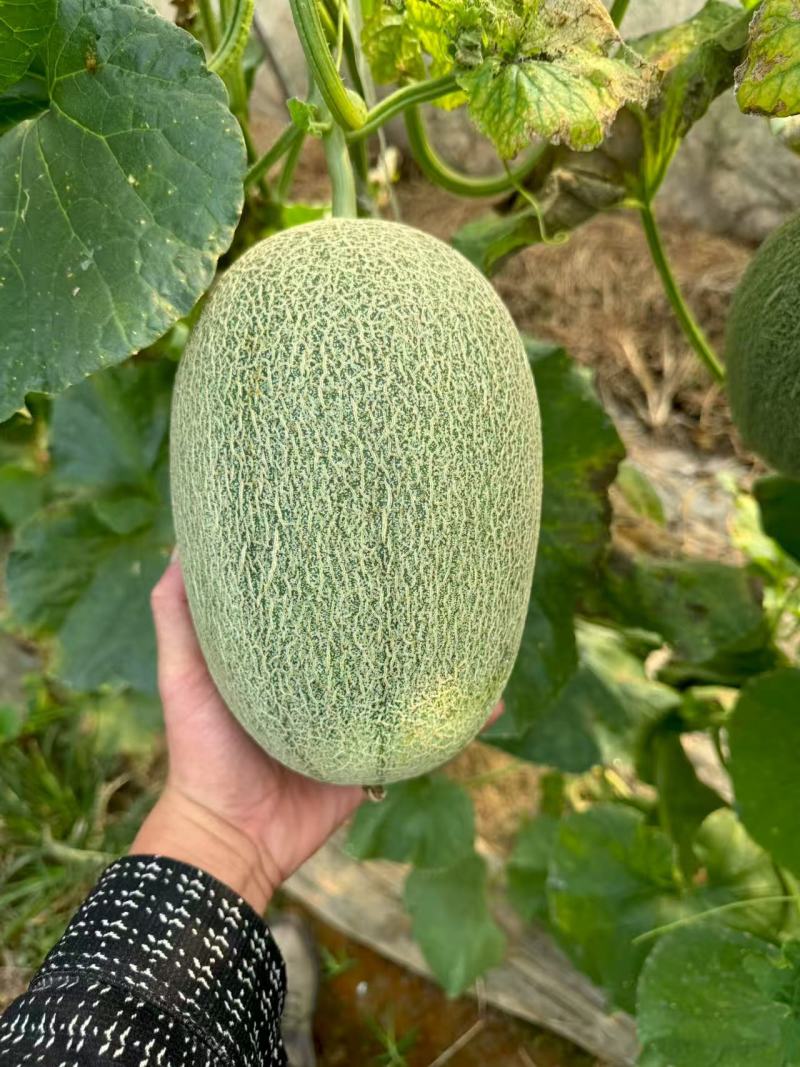 河南夏邑哈密瓜晓蜜25哈密瓜大量现货供应品质保障