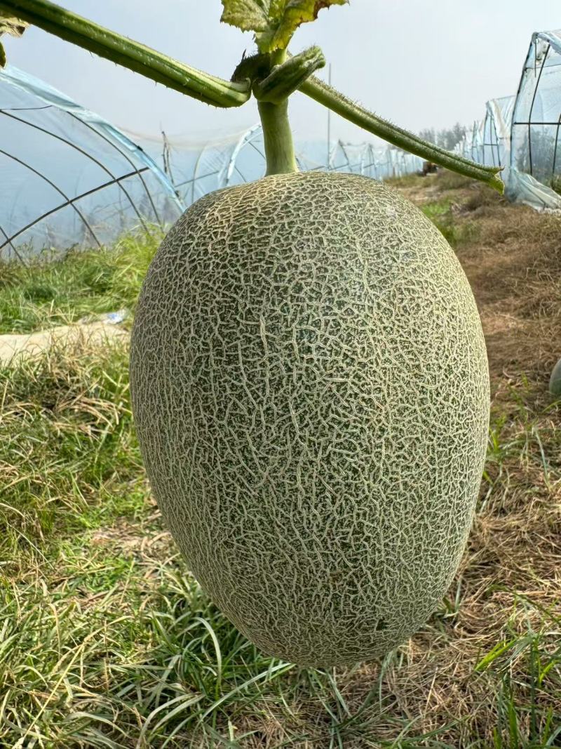 河南夏邑哈密瓜晓蜜25哈密瓜大量现货供应品质保障