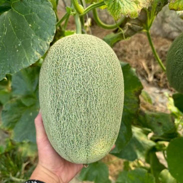 河南夏邑哈密瓜晓蜜25哈密瓜大量现货供应品质保障