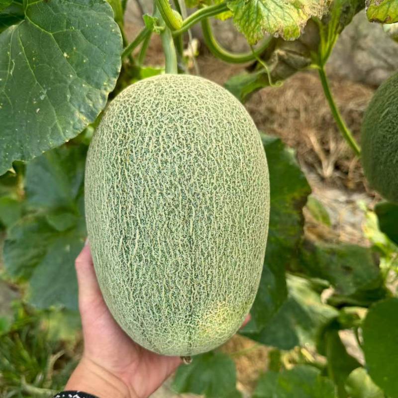 河南夏邑哈密瓜晓蜜25哈密瓜大量现货供应品质保障