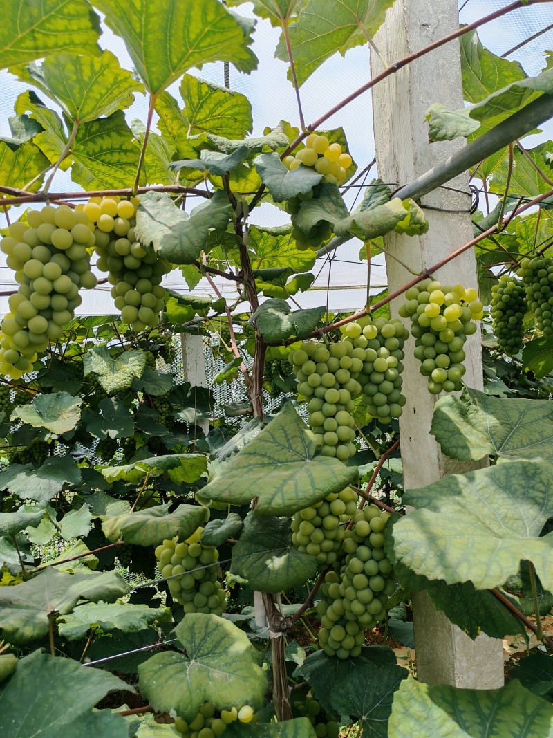 水晶葡萄