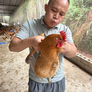 青脚黄羽绿壳蛋鸡