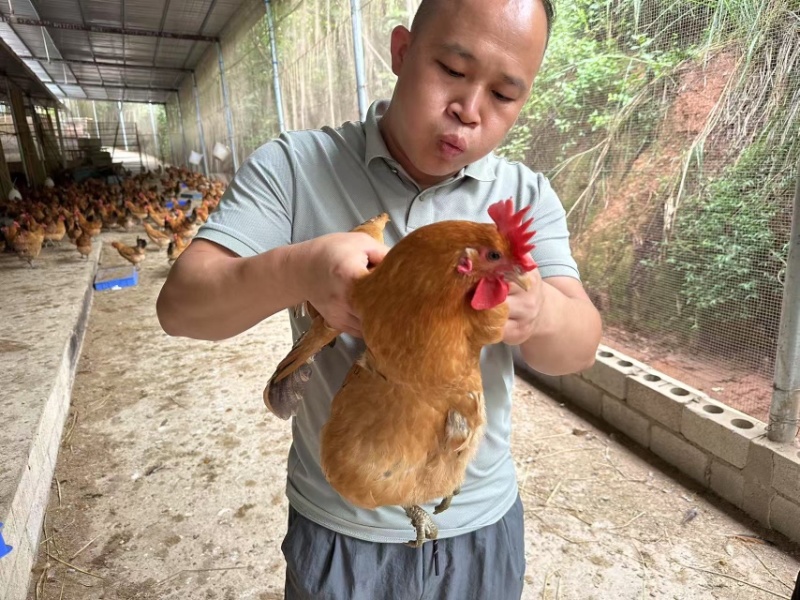 青脚黄羽绿壳蛋鸡
