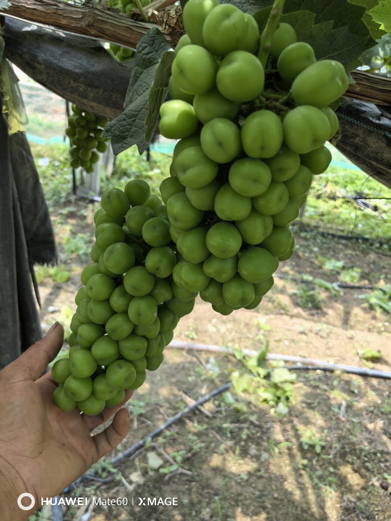 阳光玫瑰颗粒饱满现摘现发大量上市，保质保量