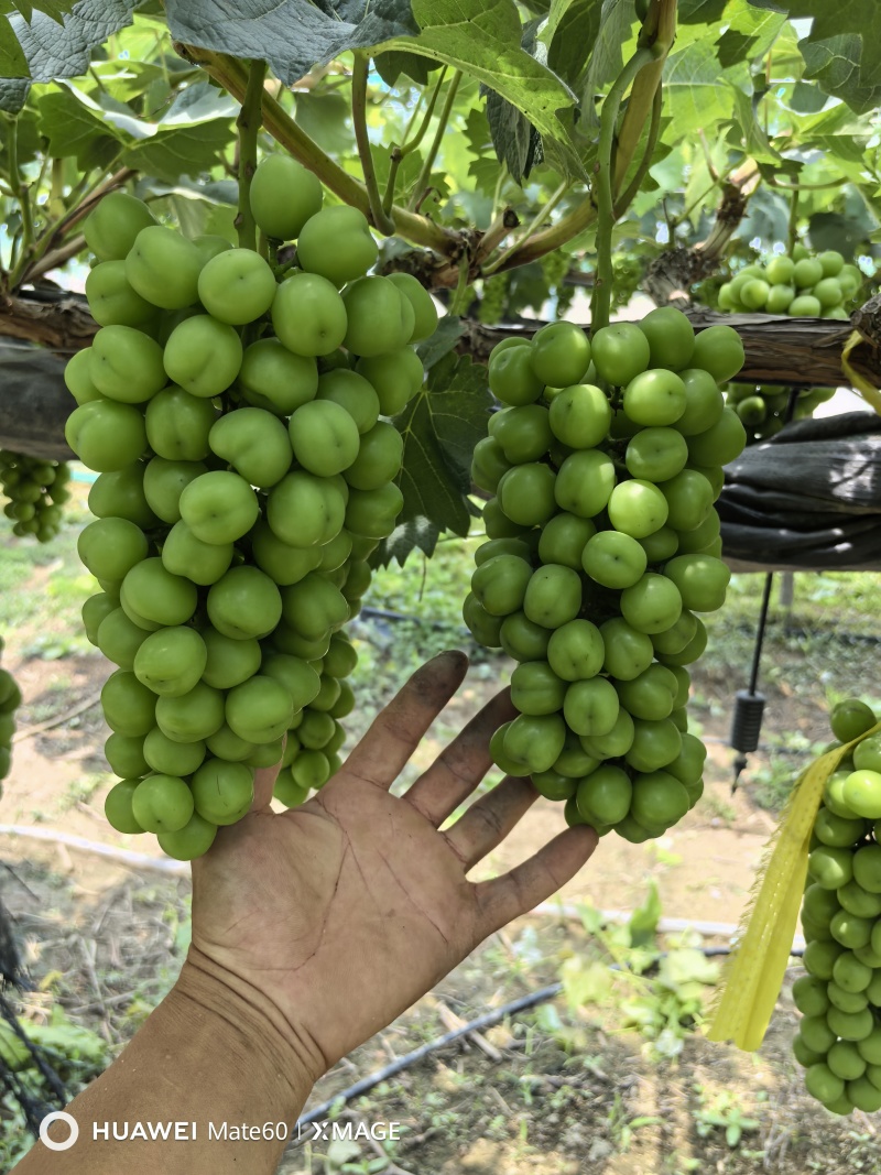 阳光玫瑰颗粒饱满现摘现发大量上市，保质保量