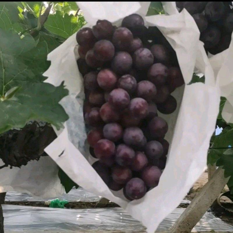 露天套袋.覆膜.自然成熟夏黑葡萄