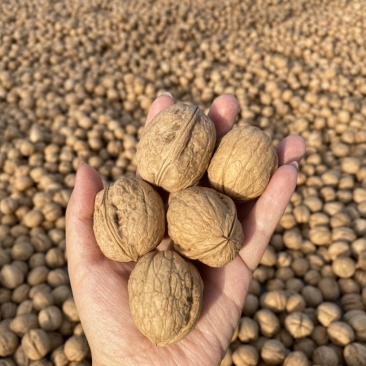 阿克苏185纸皮核桃出出出