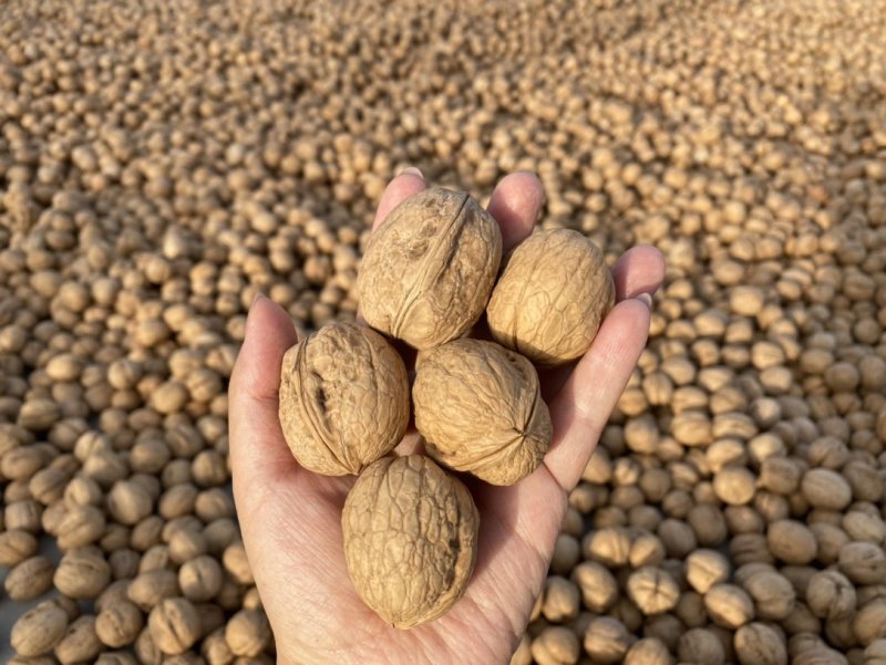 阿克苏185纸皮核桃出出出