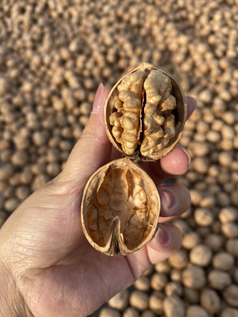 阿克苏185纸皮核桃出出出
