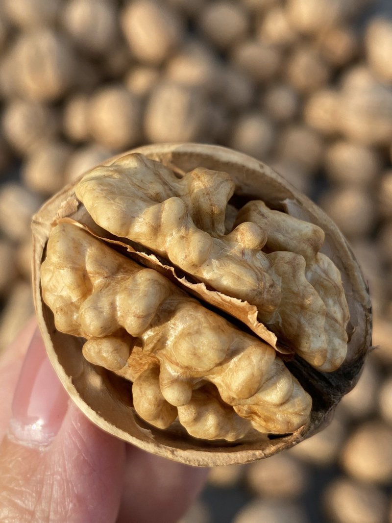 阿克苏185纸皮核桃出出出