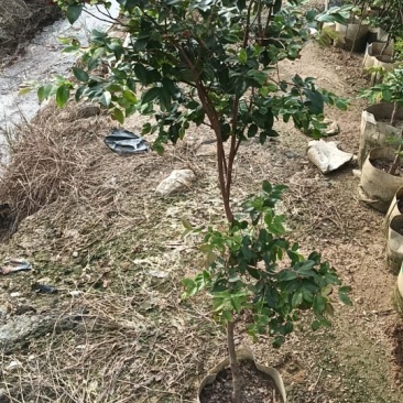 沙巴五年嘉宝果苗，四季开花结果，广东省普宁市基地直接发货