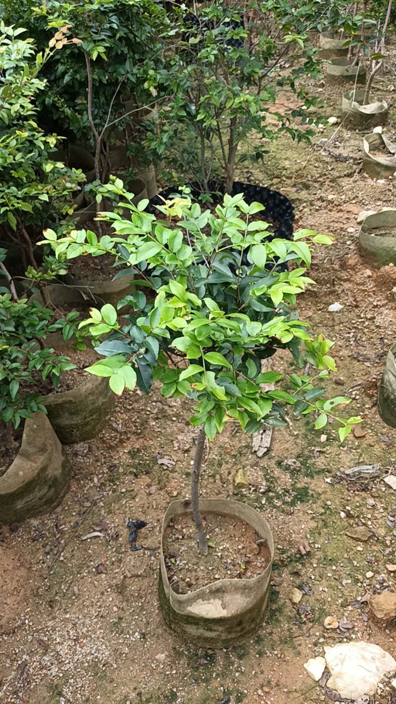 沙巴五年嘉宝果苗，四季开花结果，广东省普宁市基地直接发货