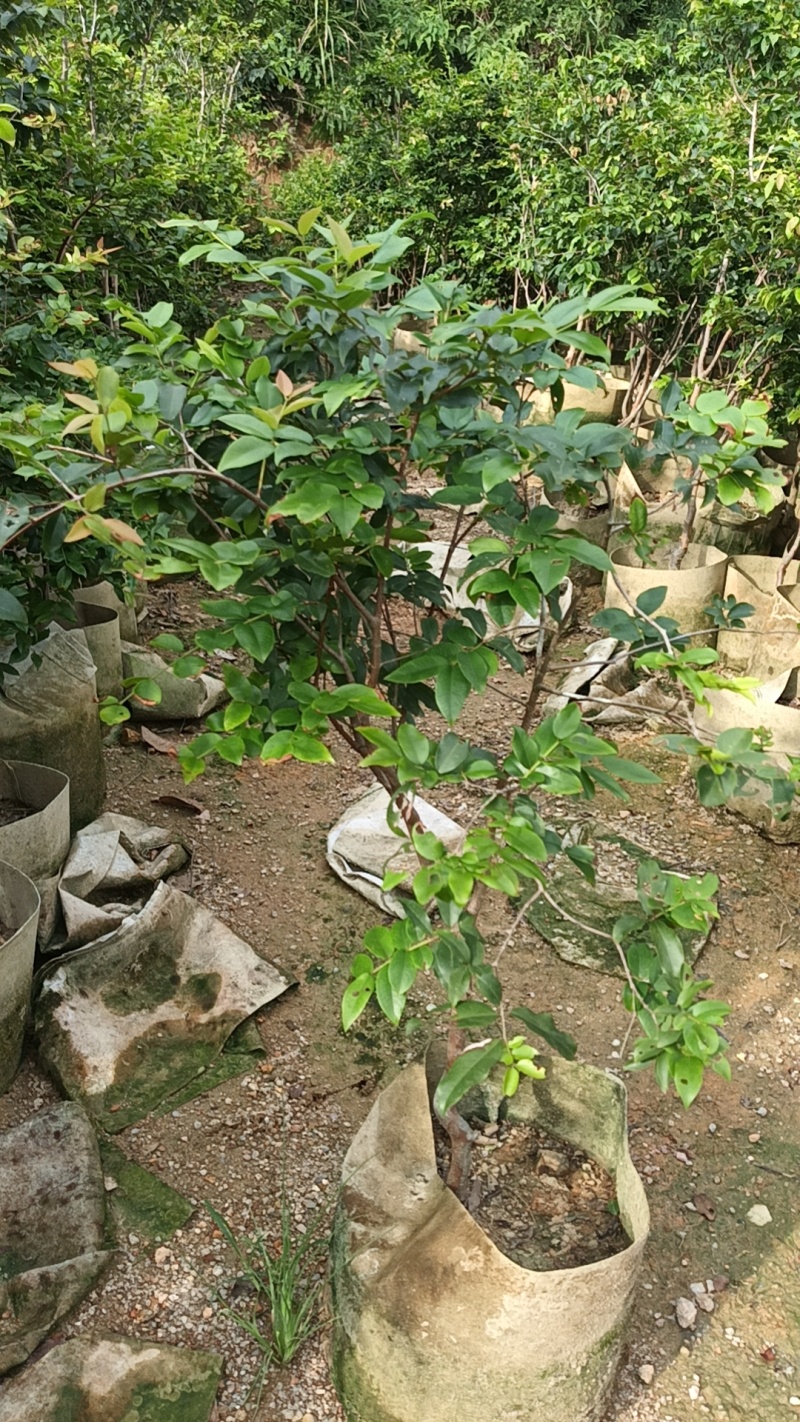 沙巴五年嘉宝果苗，四季开花结果，广东省普宁市基地直接发货