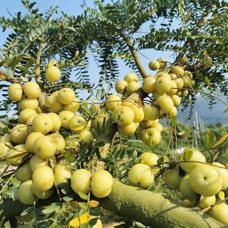 新鲜油甘果余甘果滇橄榄