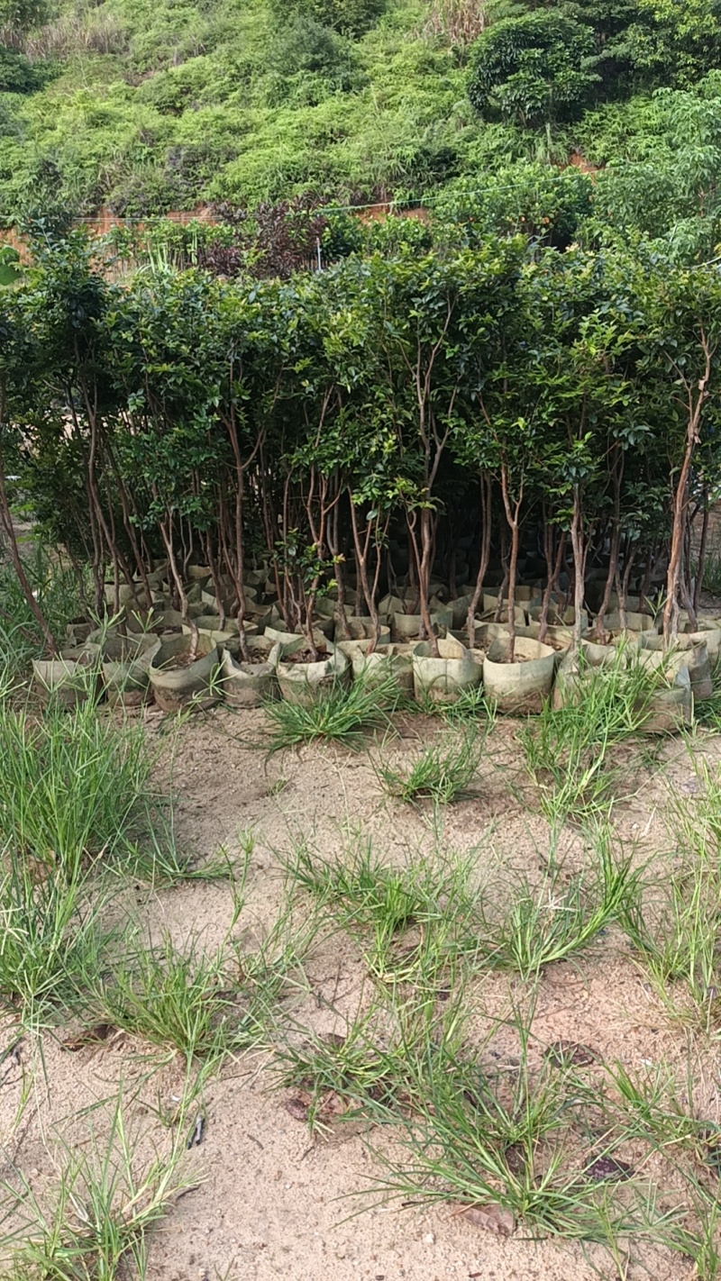 沙巴五年嘉宝果苗，四季开花结果，广东省普宁市基地直接发货