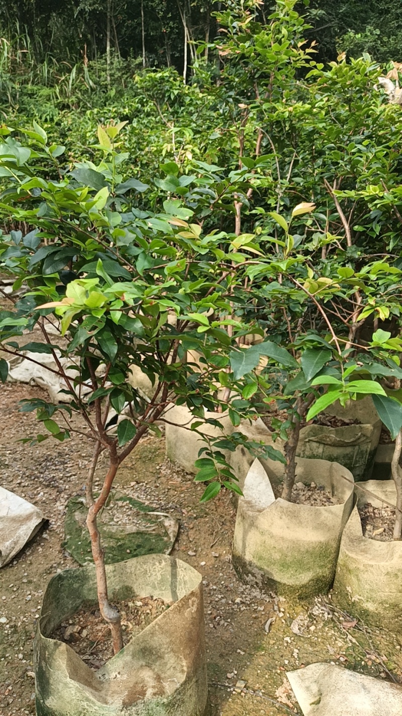 沙巴五年嘉宝果苗，四季开花结果，广东省普宁市基地直接发货